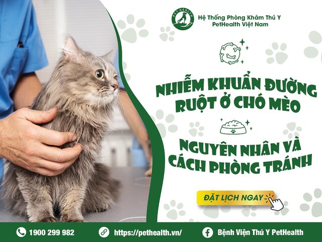 Mèo bị nhiễm khuẩn đường ruột: Tuyệt đối không uống sữa