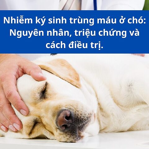 Nhiễm Trùng Máu Ở Mèo: Dấu Hiệu, Nguyên Nhân, Điều Trị