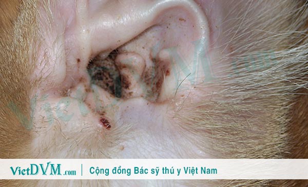 Tai mèo bị bẩn: Dấu hiệu, Nguyên nhân, Cách xử lý
