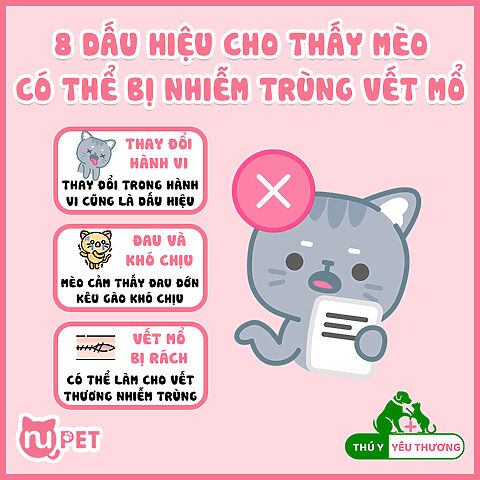 Mèo Bị Nhiễm Trùng Vết Mổ: Dấu Hiệu & Điều Trị