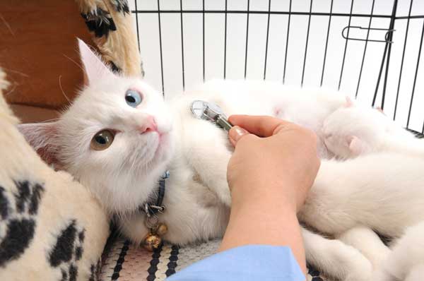 Mèo bị tràn dịch màng phổi: Nguyên nhân, Dấu hiệu, Điều trị