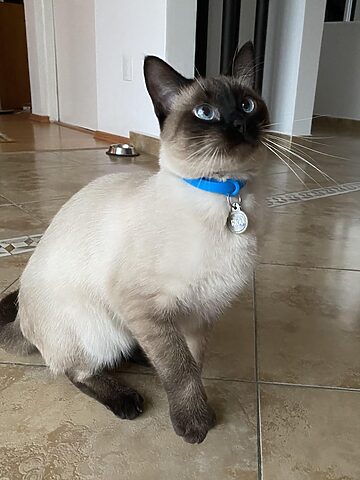 Mèo Bị Véo Má: Nguyên Nhân, Triệu Chứng & Cách Xử Lý