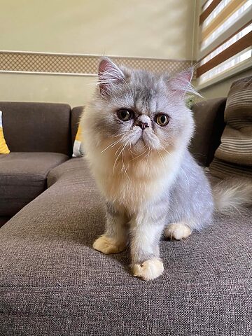 Mèo Ba Tư Exotic: Đặc điểm và Chăm sóc Toàn diện