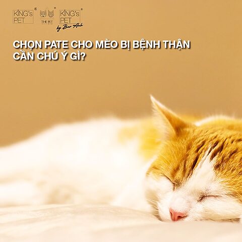 Pate cho Mèo Bị Thận: Lựa Chọn Tối Ưu Sức Khỏe