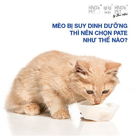 Mèo Bị Suy Dinh Dưỡng: Dấu Hiệu, Nguyên Nhân & Cách Chăm Sóc
