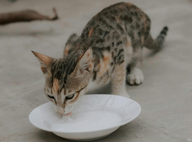 Chữa Chân Mèo Bị Cúm: Hiểu Đúng Về Bệnh Cúm Mèo và Cách Điều Trị Toàn Diện
