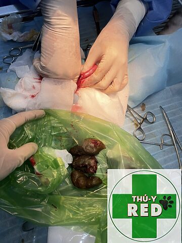 Mèo Bị Tắc Ruột: Dấu Hiệu, Nguyên Nhân Và Cách Xử Lý
