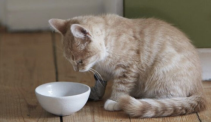 Mèo Bị Ốm Bỏ Ăn: Nguyên Nhân & Cách Chăm Sóc