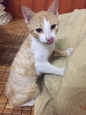 Cạo lông cho mèo ta: Những điều chủ nuôi cần biết