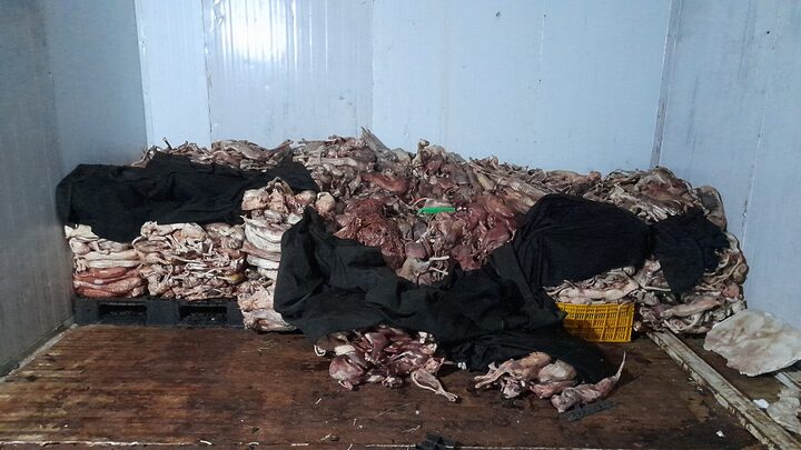 Sự Thật Về Tin Đồn Con Mèo Bị Xay Sinh Tố
