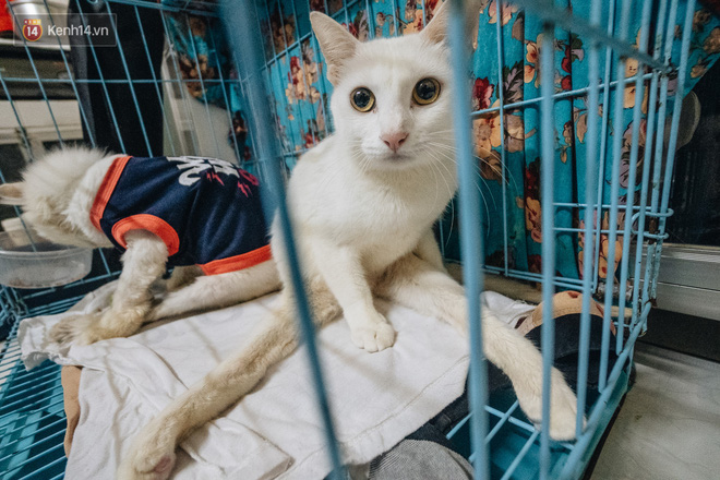 Nguyên nhân, triệu chứng và cách chữa trị mèo bị lõm cột sống