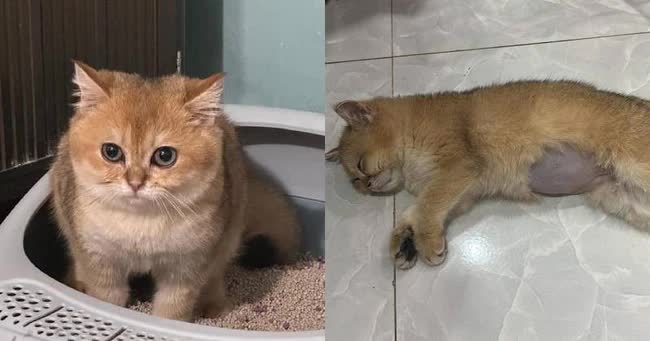 Vấn đề clip mèo bị hành hạ: Sự thật và cách đối phó
