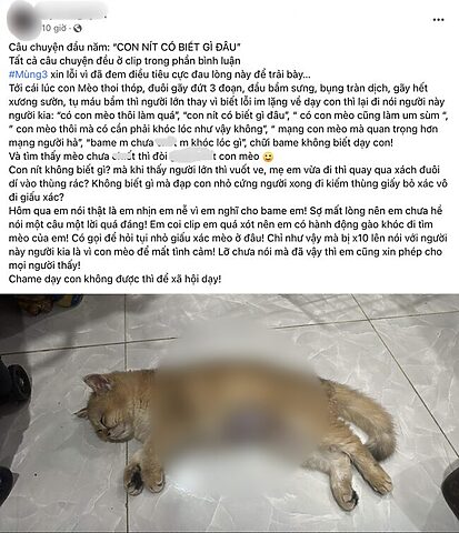 Mèo bị hành hạ Tiểu Hoa: Hiểu rõ vấn đề và giải pháp