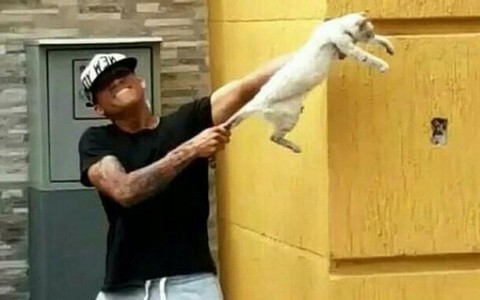 Vấn đề clip mèo bị hành hạ: Sự thật và cách đối phó