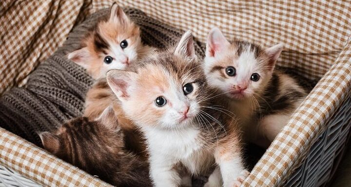 Đặc Điểm và Cách Nuôi Dưỡng Mèo Ta Nhỏ Khoẻ Mạnh
