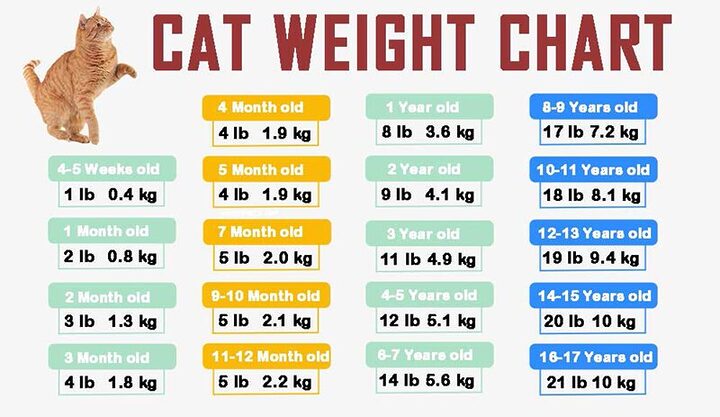Cách Vỗ Béo Mèo Ta Hiệu Quả và An Toàn Tại Nhà