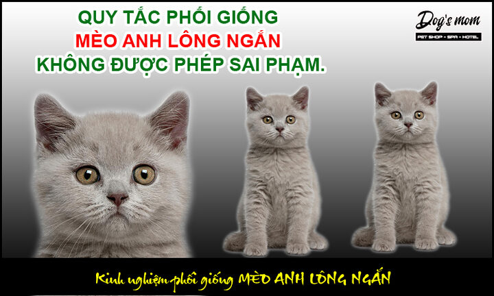 Giá Phối Mèo Anh Lông Ngắn: Chi Phí, Yếu Tố Ảnh Hưởng và Kinh Nghiệm Chọn Nơi Uy Tín