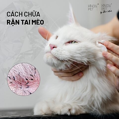 Mèo Bị Rận Tai: Triệu Chứng, Cách Điều Trị Và Phòng Ngừa Hiệu Quả