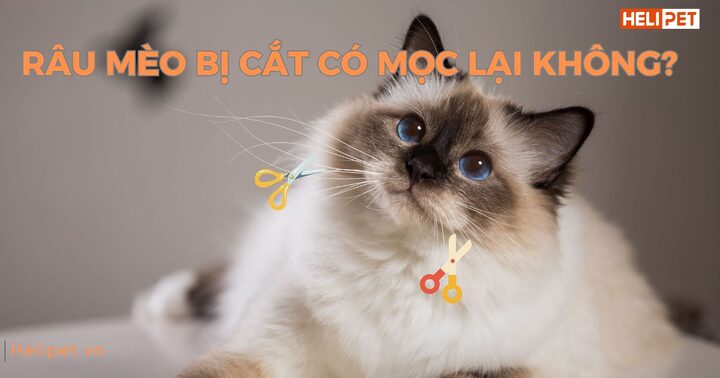 Mèo bị cắt móng có mọc lại không? Giải đáp chi tiết