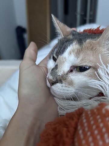 Mèo Bị Chảy Dịch Bộ Phận Sinh Dục: Nguyên Nhân Và Xử Lý