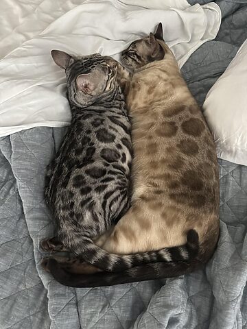 Giống Mèo Bengal: Đặc Điểm, Cách Nuôi & Giá Bán Chi Tiết