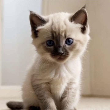 Mèo Xiêm Tiếng Anh Là Gì Và Những Điều Cần Biết