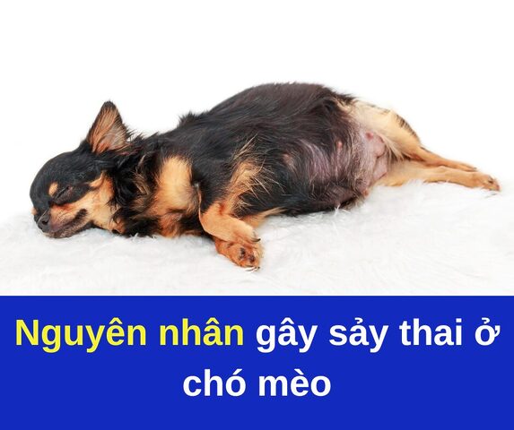 Sảy thai ở mèo: Nguyên nhân, dấu hiệu và cách xử lý