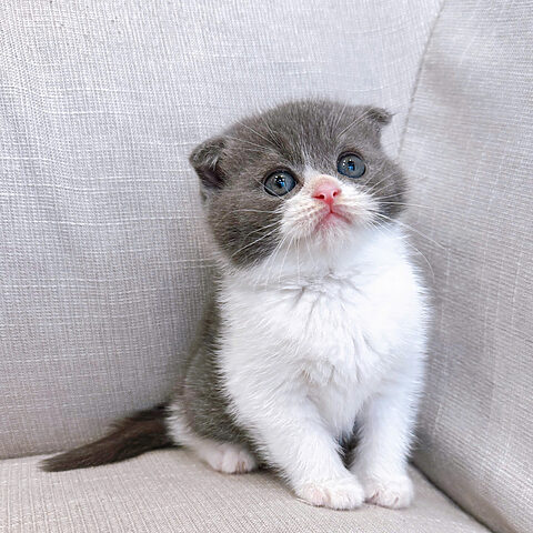 Mèo Scottish Fold Tai Cụp: Đặc Điểm, Chăm Sóc và Phân Biệt Với Mèo Anh Lông Ngắn