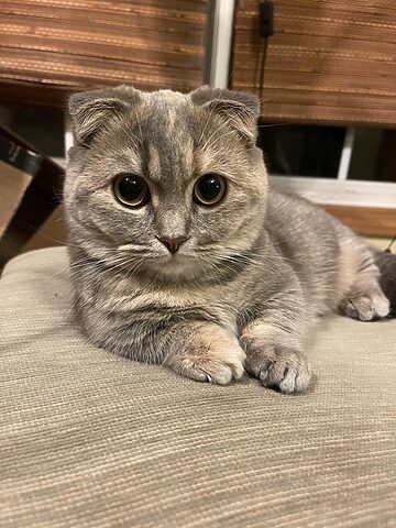Tìm hiểu về mèo Anh lông ngắn lai mèo mướp