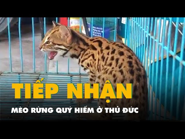 Mèo Rừng Quý Hiếm: Đặc Điểm Và Nỗ Lực Bảo Tồn