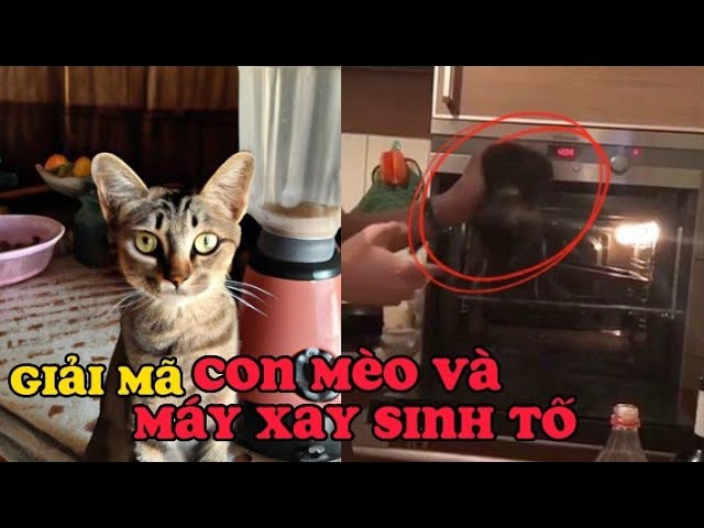 Sự Thật Về Tin Đồn Con Mèo Bị Xay Sinh Tố