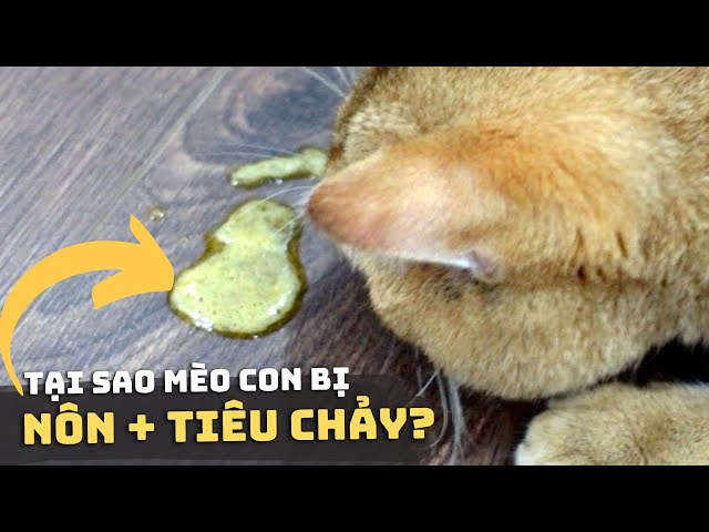 Mèo Bị Nôn Ra Dịch Vàng: Nguyên Nhân và Cách Xử Lý