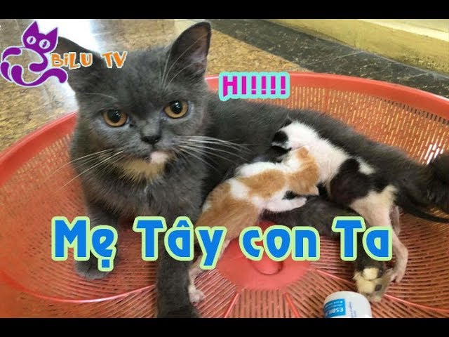 Mèo Ta Phối Mèo Tây: Tất Tần Tật Điều Cần Biết