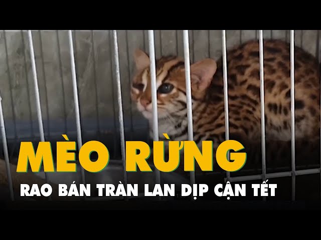 Tìm Hiểu Chi Tiết Về Việc Bán Mèo Rừng Tại Việt Nam: Từ Pháp Lý Đến Thực Tế
