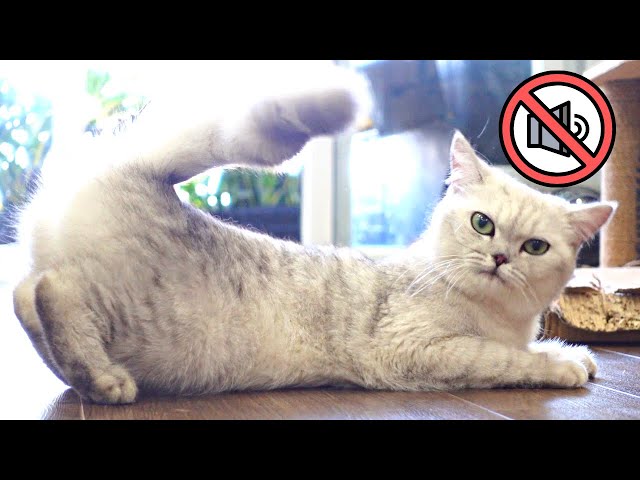Dấu hiệu của mèo bị động dục dễ nhận biết
