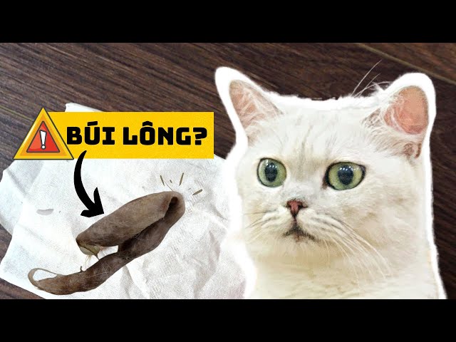 Mèo bị nôn ra lông: Nguyên nhân và cách xử lý hiệu quả