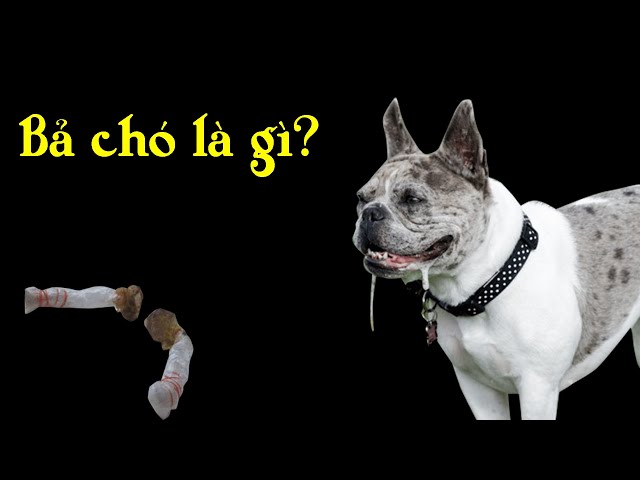 Dấu Hiệu & Cách Xử Lý Khi Chó Mèo Bị Bắn