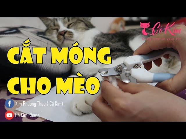 Dấu hiệu và cách khắc phục mèo bị kìm hãm ở nhà