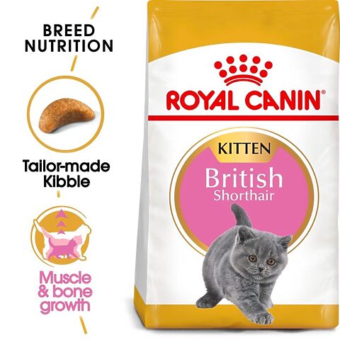 Royal Canin Chuyên Biệt Cho Mèo Anh Lông Ngắn