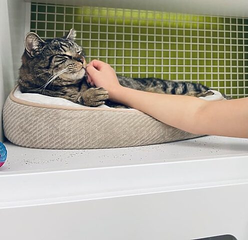 Tuổi thọ của mèo Ba Tư: Sống khỏe & lâu hơn