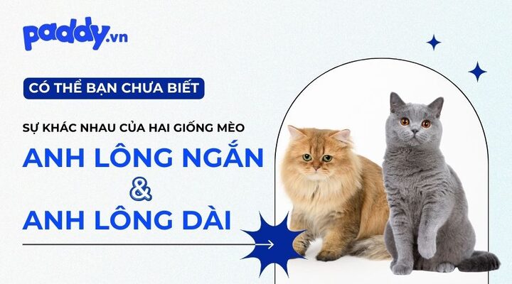 Mèo Anh lông ngắn hay lông dài: So sánh đặc điểm