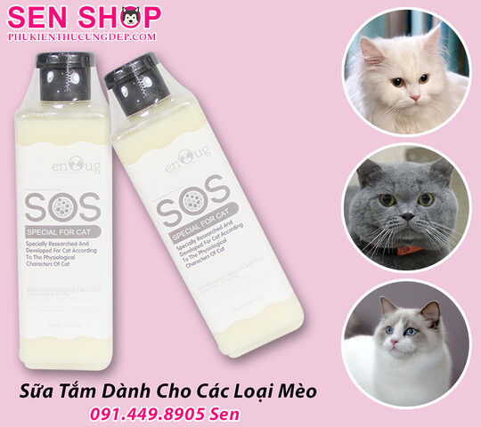 Sữa tắm cho mèo Anh lông ngắn: Chọn đúng, tắm chuẩn