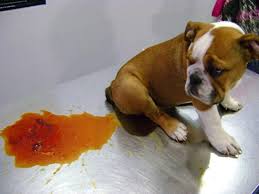 Bệnh Parvo ở Mèo: Dấu hiệu, Cách điều trị & Phòng ngừa Hiệu quả