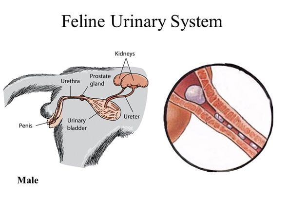 Mèo Bị Viêm Đường Tiết Niệu: Dấu Hiệu, Nguyên Nhân & Cách Trị