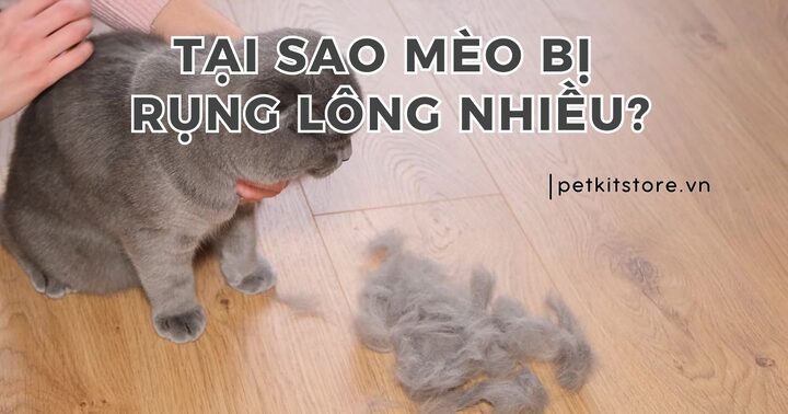 Mèo Anh Lông Ngắn Có Rụng Lông Không? Sự Thật