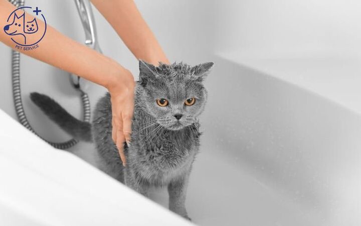 Tắm cho mèo Anh lông ngắn đúng cách và an toàn