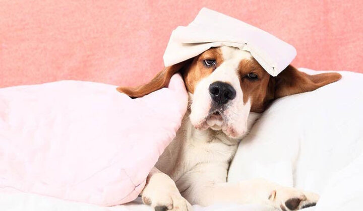 Mèo Bị Sốt Sữa: Triệu Chứng, Nguyên Nhân Và Xử Lý