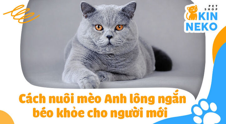 Bí quyết nuôi mèo Anh lông ngắn đẹp chuẩn