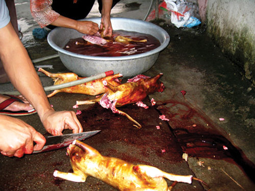 Nguy cơ sức khỏe khi ăn thịt mèo bị nhiễm bệnh