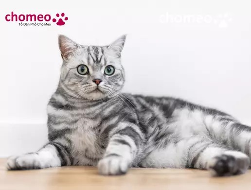 Mèo Anh Lông Ngắn Màu Silver Tabby: Đặc Điểm và Giá